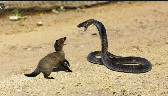 mongoose  fighting with cobra