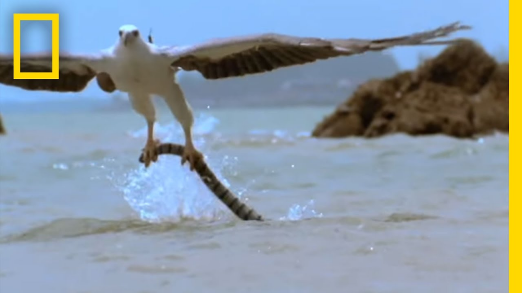 Eagle vs. Sea Snake