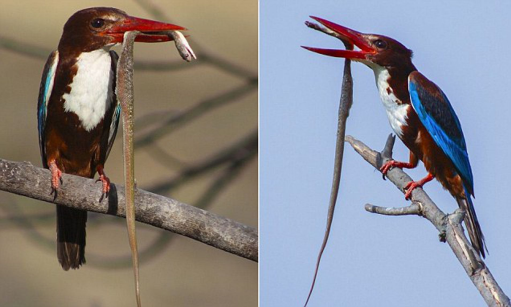 Tiny kingfisher pictured devouring cobra in Indian national park